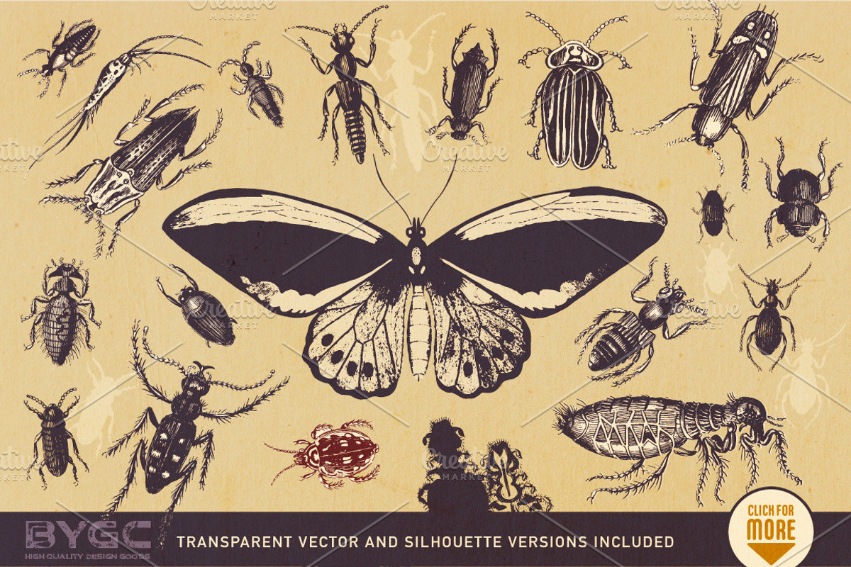 Vintage Insect Illustrations, an Illustration by BackYard Graphics Co. (Photo 2 of 10)