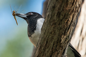 Pied Butcherbird, an Animal Photo by Rob D Animal Photography