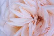 Princess Maya Rose, a Nature Photo by M.Pellot Photography (Thumbnail 1 of 2)