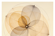 Bona Collection · The Spiral Fall, a Texture Illustration by milatovar (Thumbnail 21 of 21)