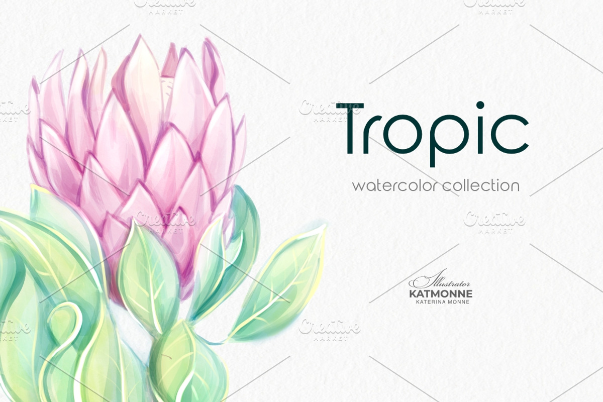 Tropic protea, watercolor clip art, a Seasonal Illustration by katmonne (Photo 6 of 9)
