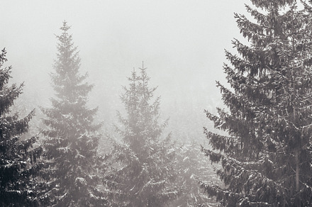 Foggy day in the forest containing tree, forest, and snow