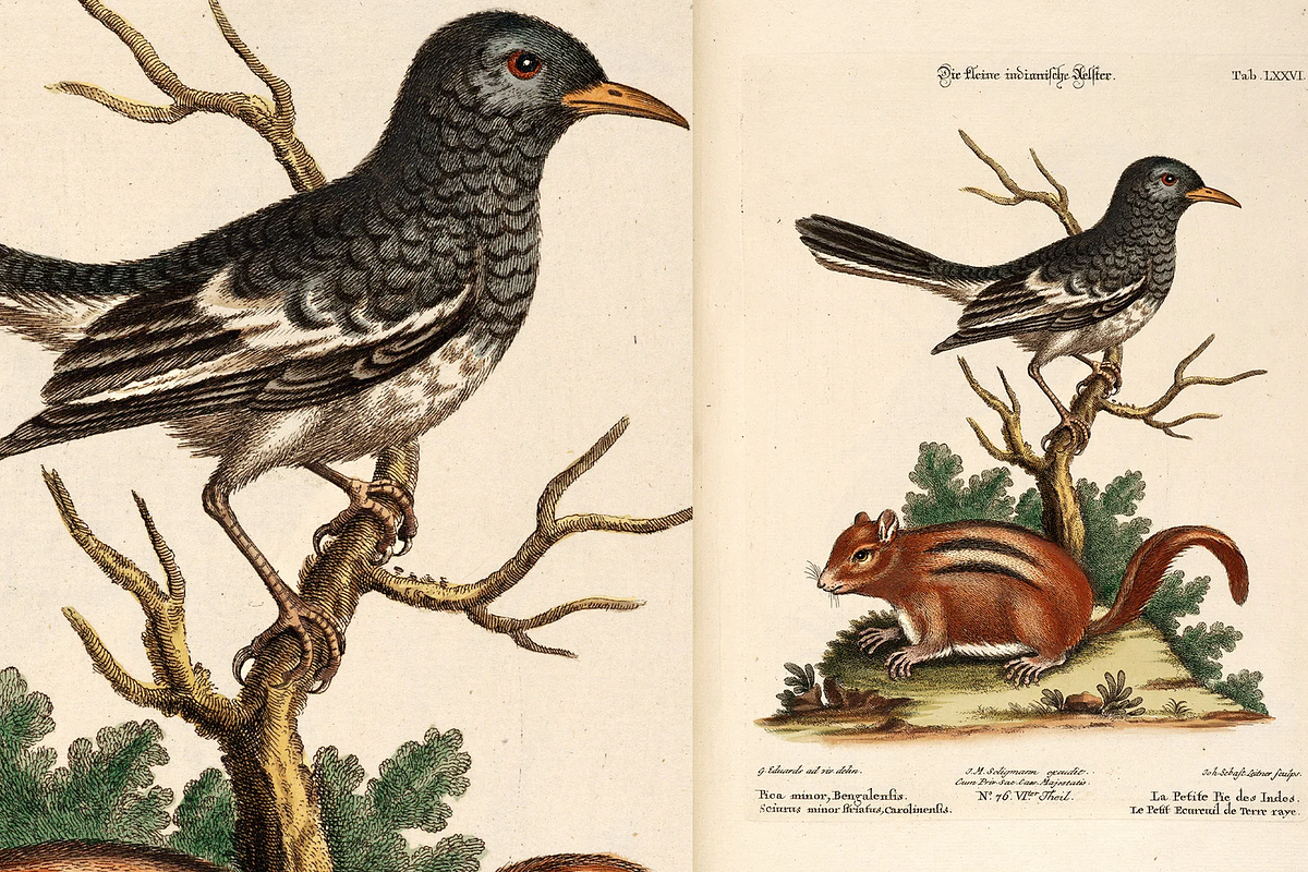 100+ Johann Michael Seligmann, an Animal Illustration by Digital Museum (Photo 9 of 10)