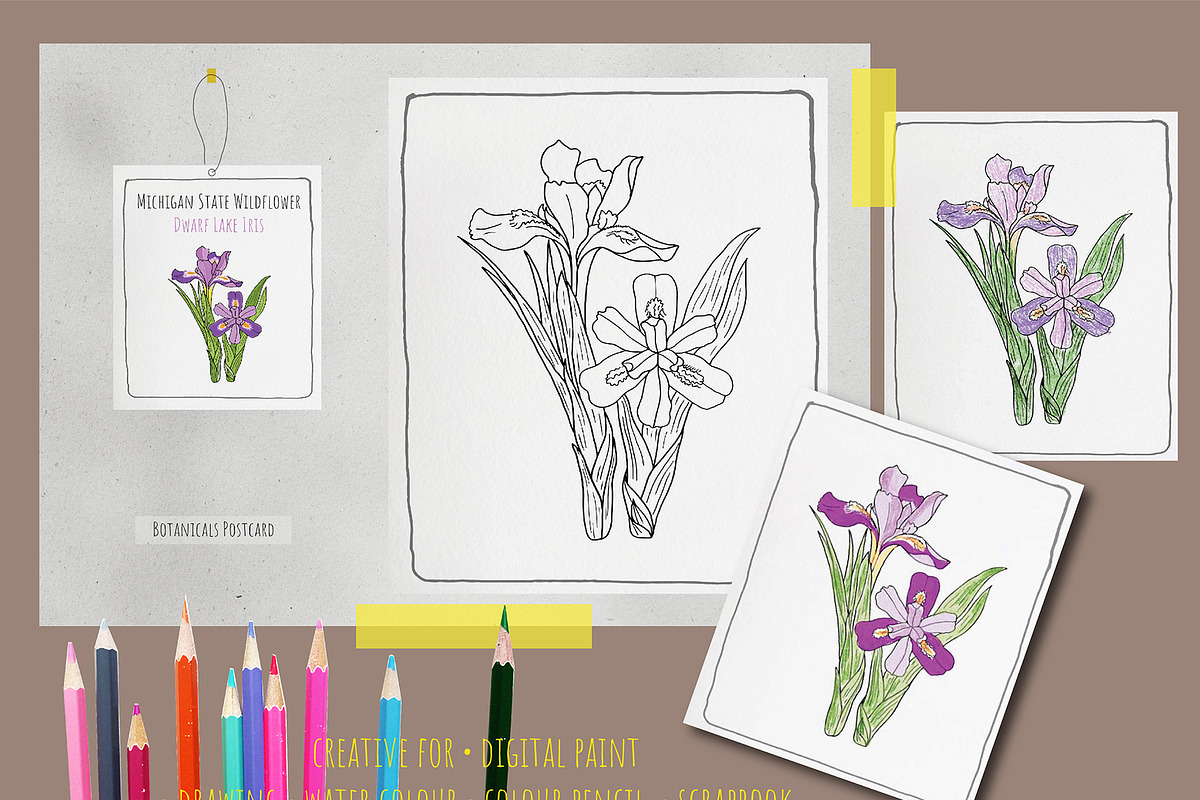 50 State Flowers for Coloring books, a Graphic by Hanatist Studio (Photo 7 of 8)