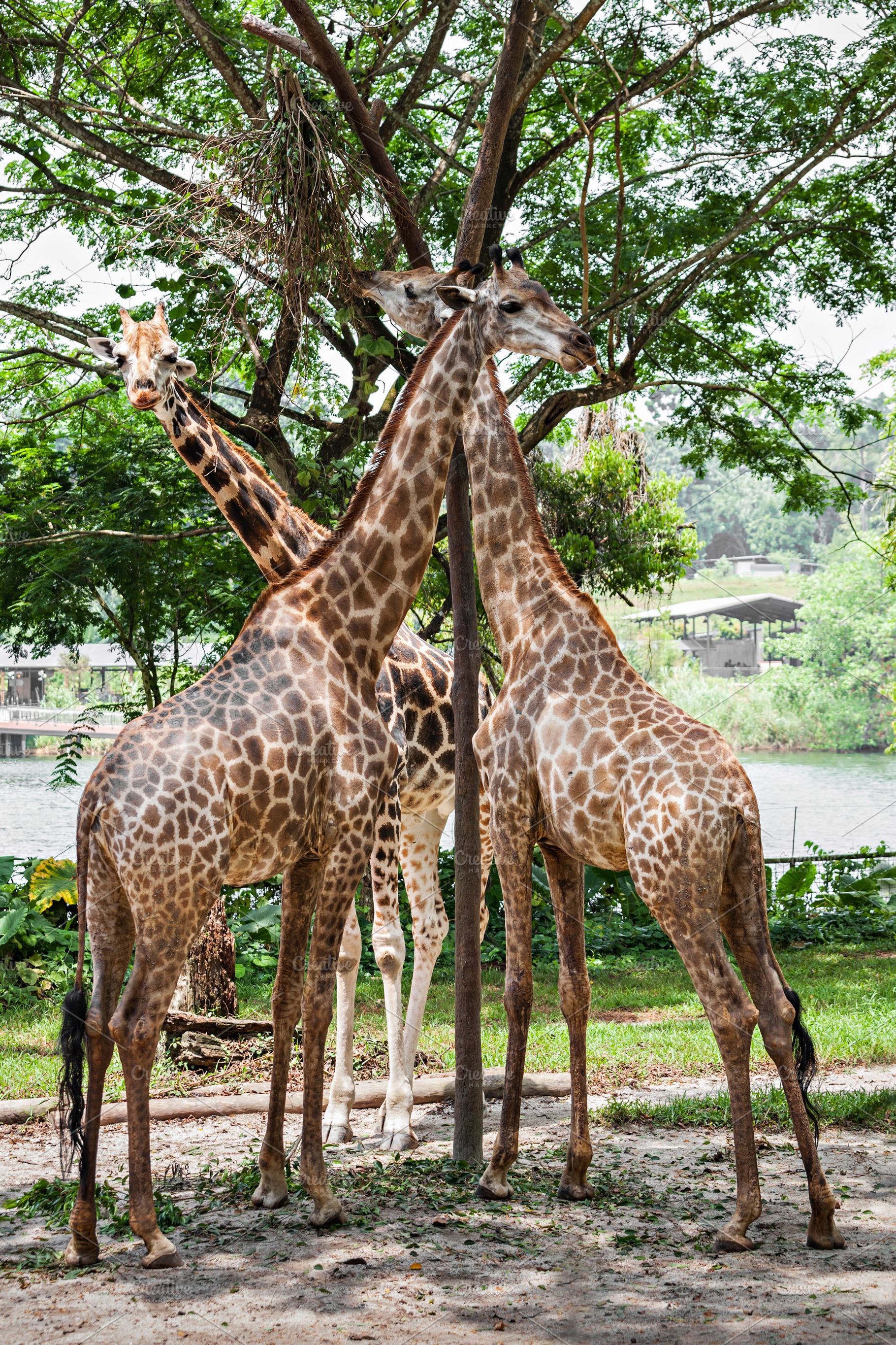 Giraffes, a Photo by saiko3p