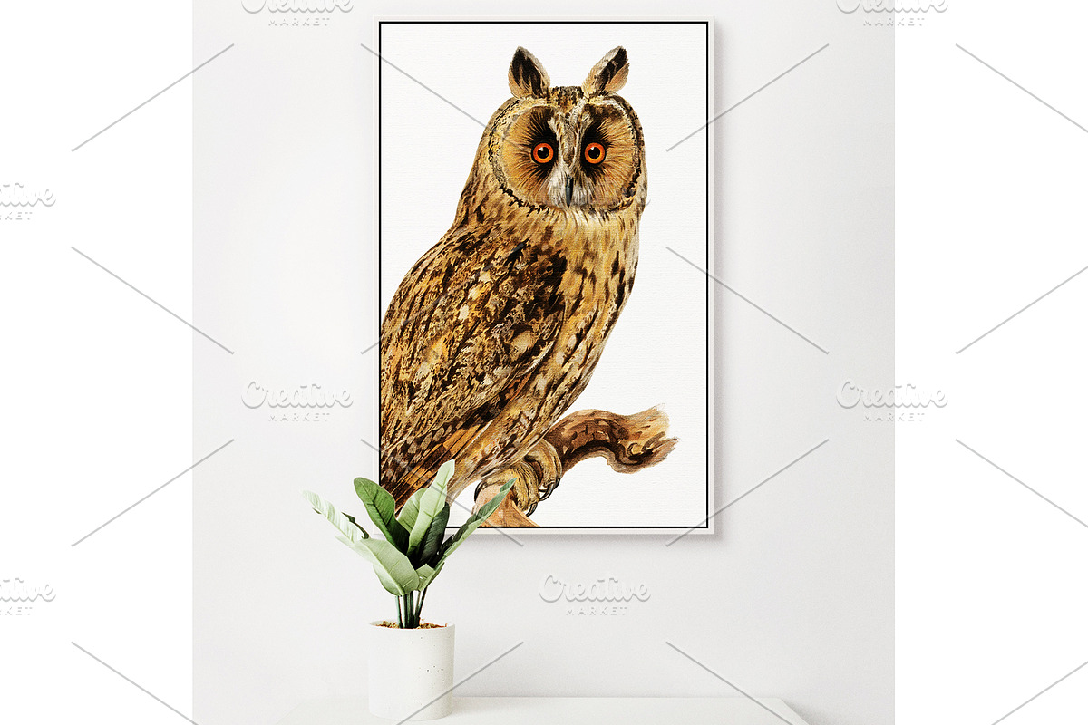 Vintage owl illustrations, an Animal Illustration by Natalka Dmitrova art (Photo 7 of 7)