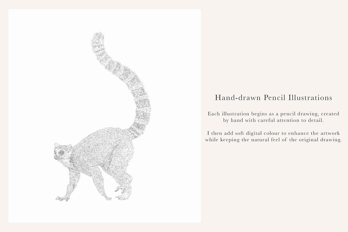 Ring-Tailed Lemur Illustration - PNG, an Animal Illustration by LaurenFittonIllustration (Photo 7 of 8)