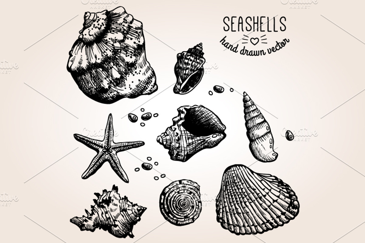 Hand Drawn Sea Shells, an Illustration by kotoffei