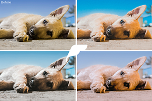 50 Pet Lightroom Presets Vol. I