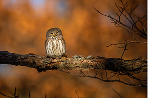 Eurasian pygmy owl sitting on a