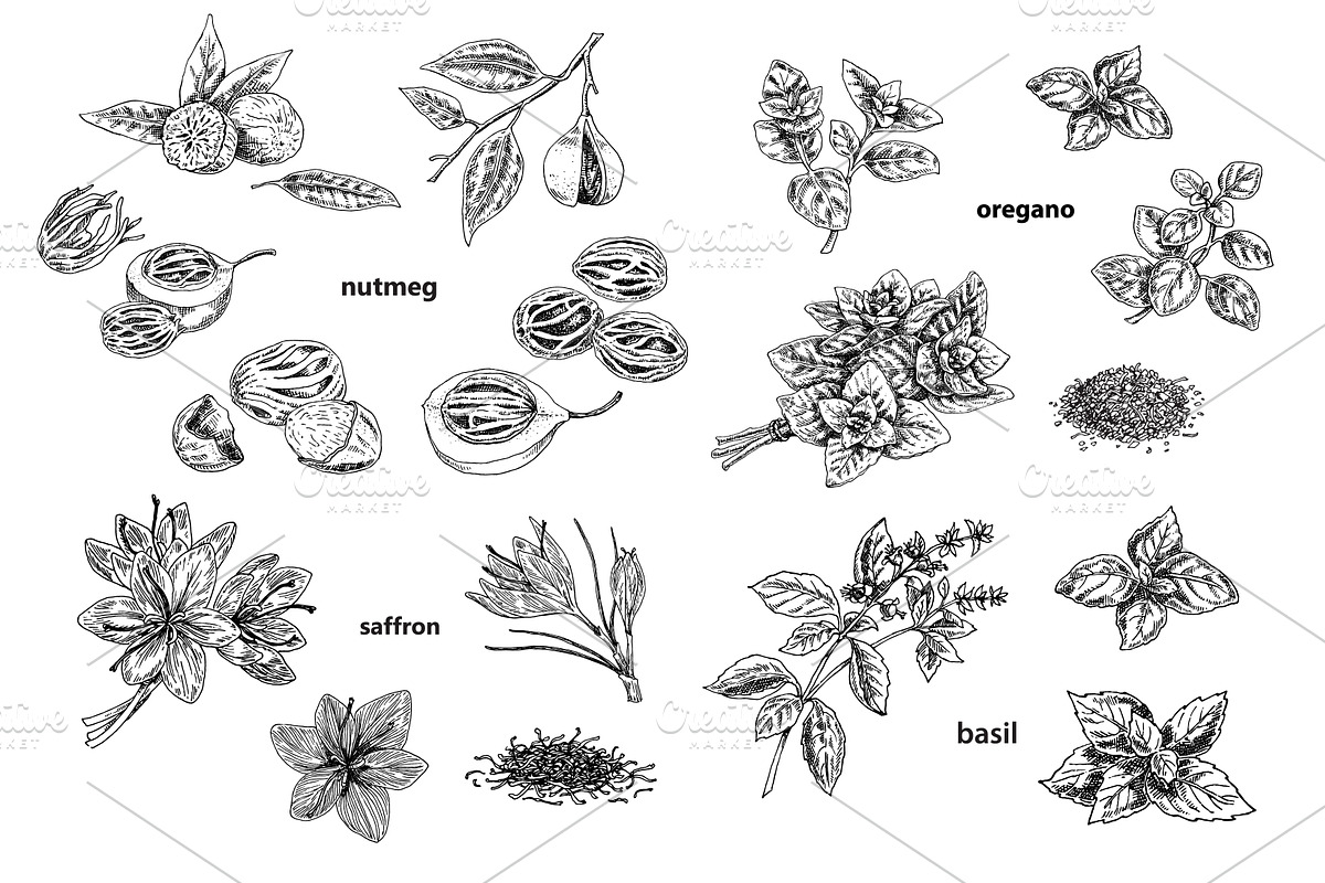 Spice Plants Collection, an Illustration by Evgeniia Lanskikh (Photo 4 of 11)