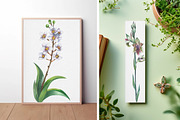 Native Orchids Flowers in  Australia, an Object Illustration by FITALARTSNEDIGI (Thumbnail 7 of 7)