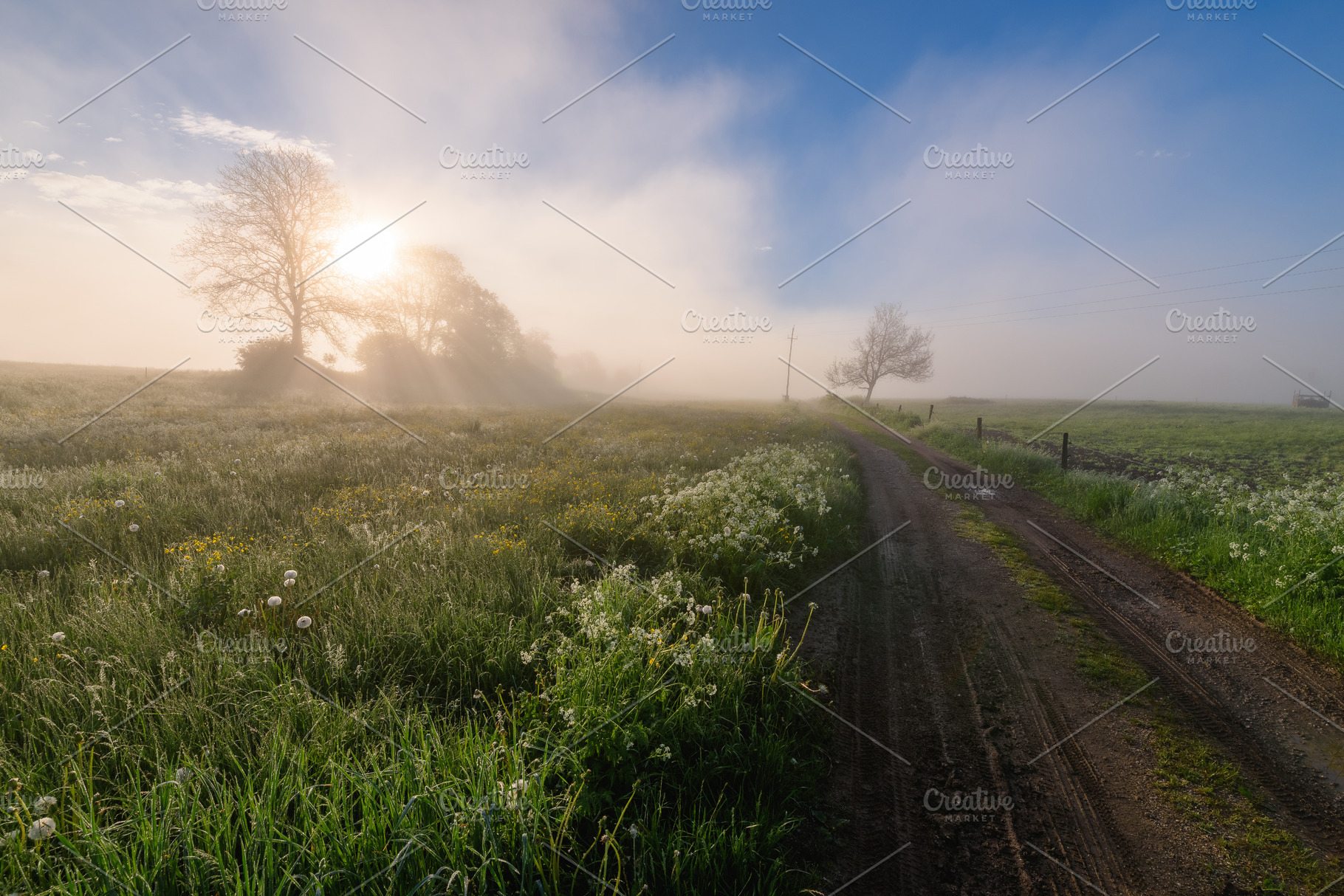 Sunrise on the meadow full of flowers, a Nature Photo by Dreamy Pixel