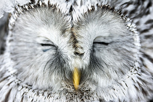 Owl with closed eyes. 