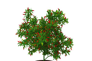 Pepper Bush