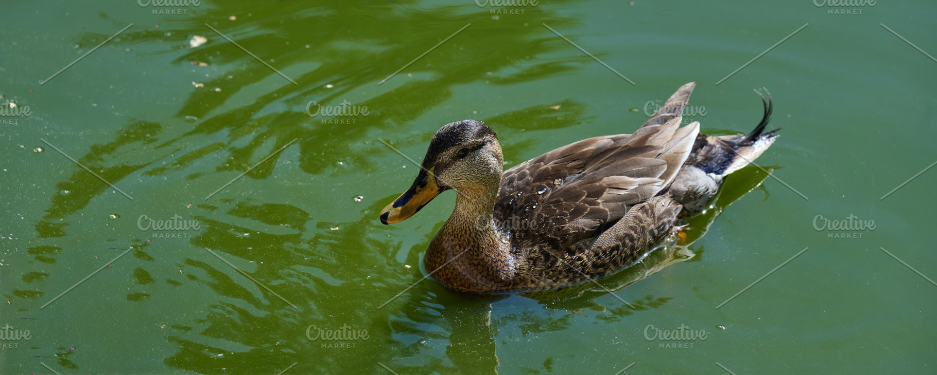 A female Mallard duck Anas platyrhynchos swims calmly in green p, an Animal Photo by ndanko