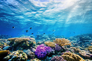 Explore the vibrant underwater world, a Photo by Iftikhar Alam