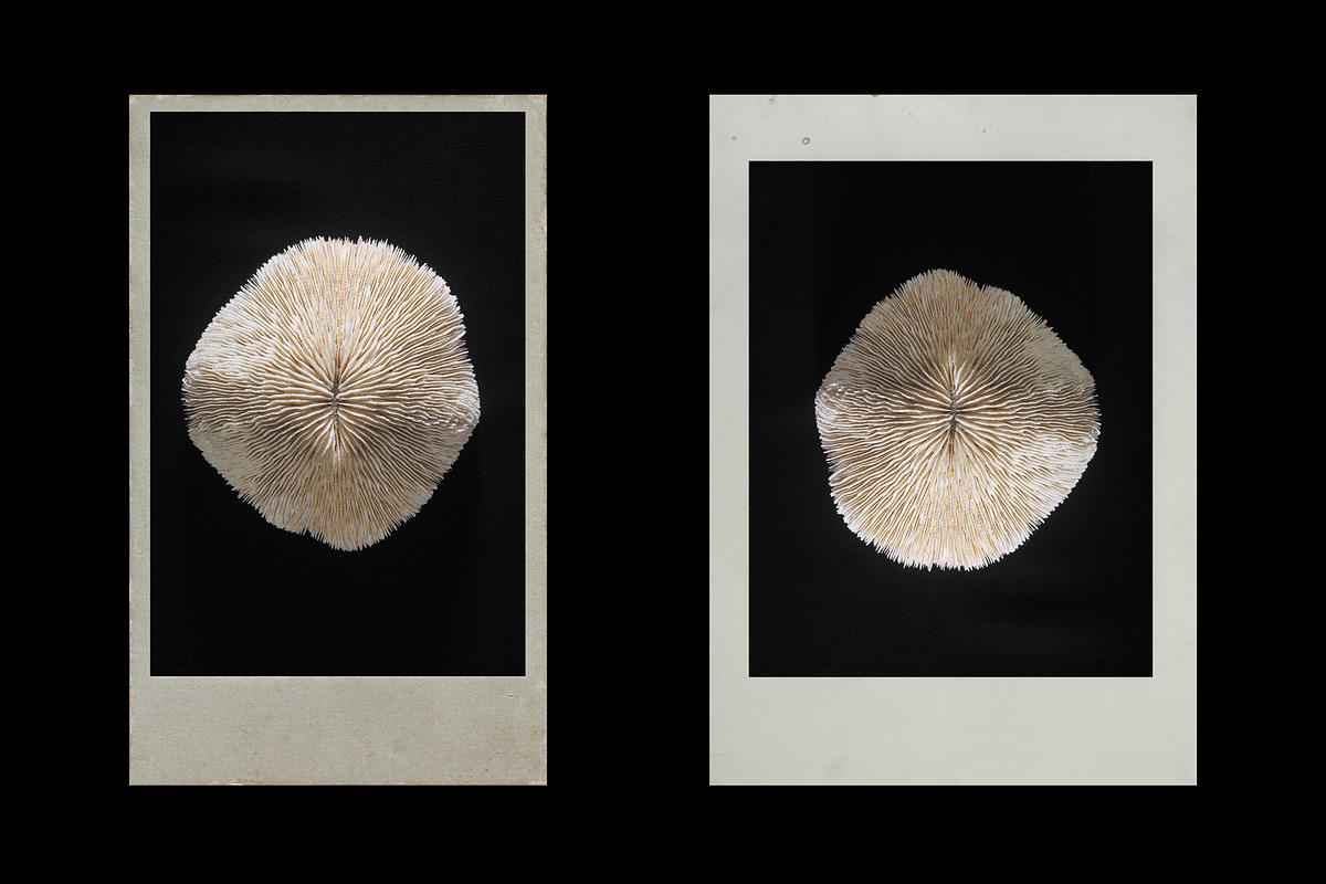 Vintage Scan Borders And Textures⸻1, a Texture Graphic by Studio Viita (Photo 6 of 8)