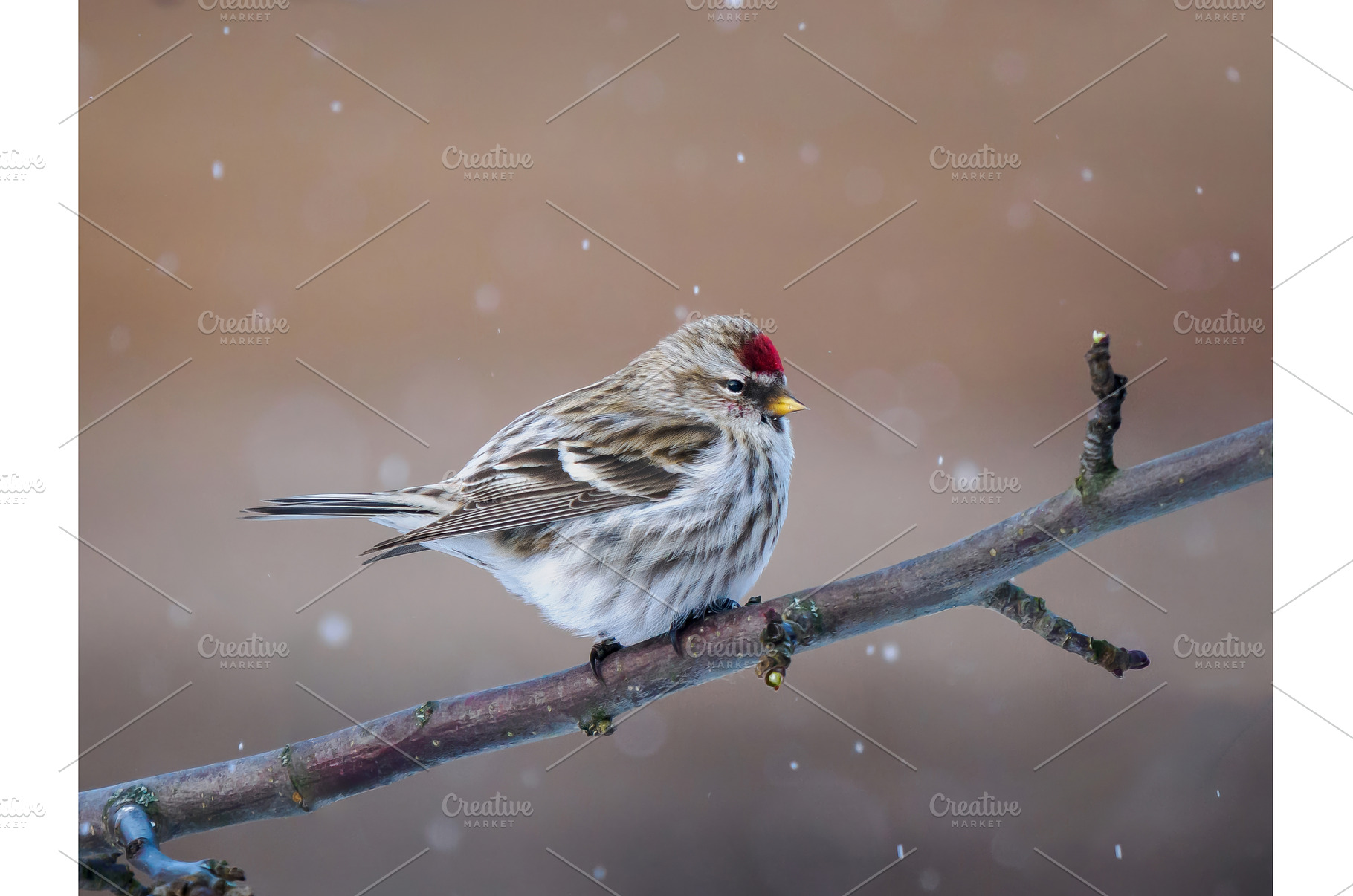 Common Redpoll on Apple Tree Branch, an Animal Photo by Fascinadora