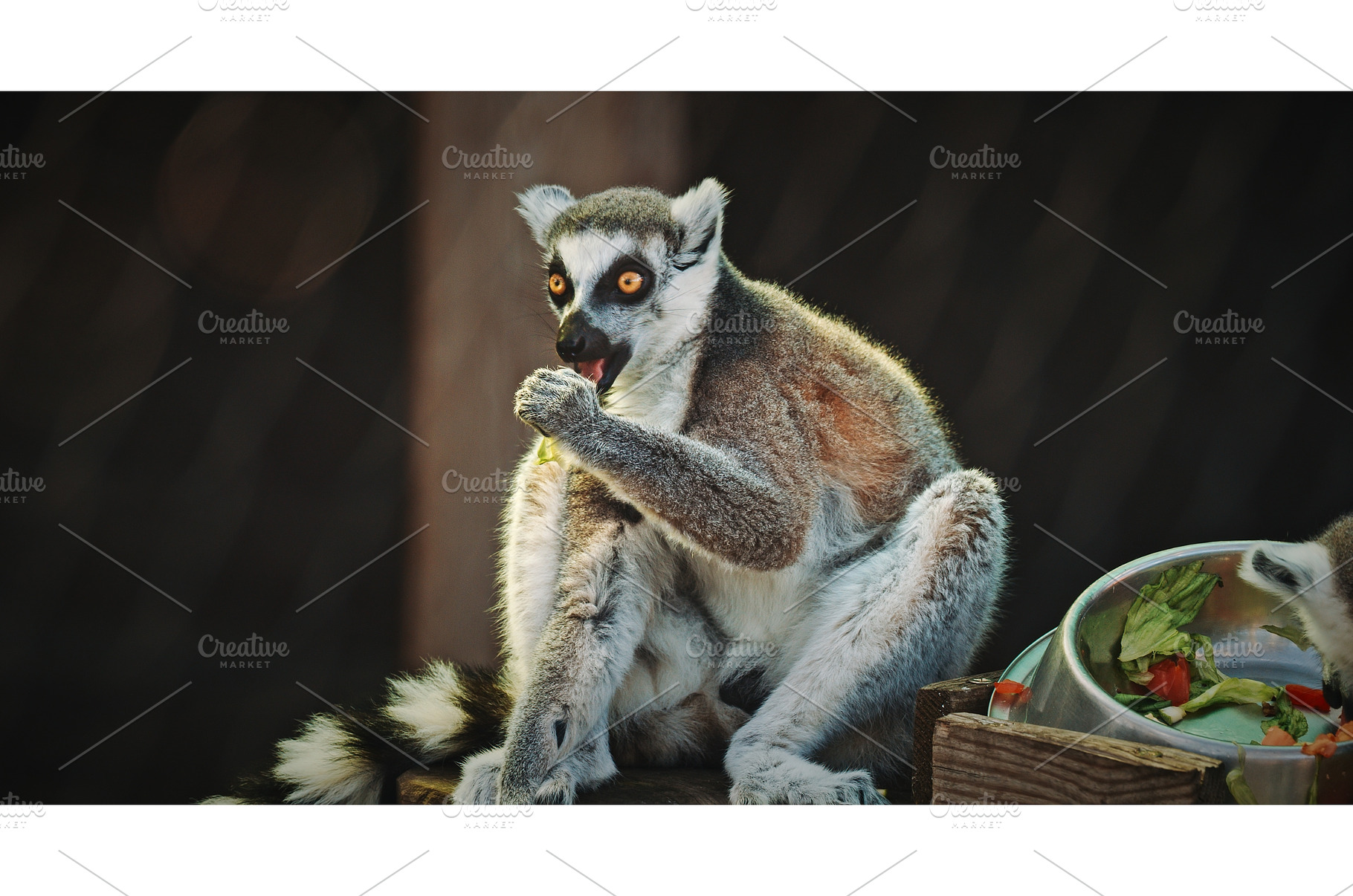 Another lemur savoring greens while, an Animal Photo by Our Amazing World