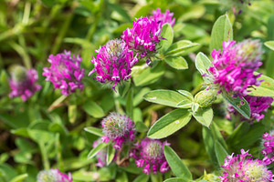 Trifolium albopurpureum is a clover, a Nature Photo by Imaginarium