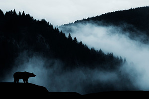Dark landscape with bear and mist