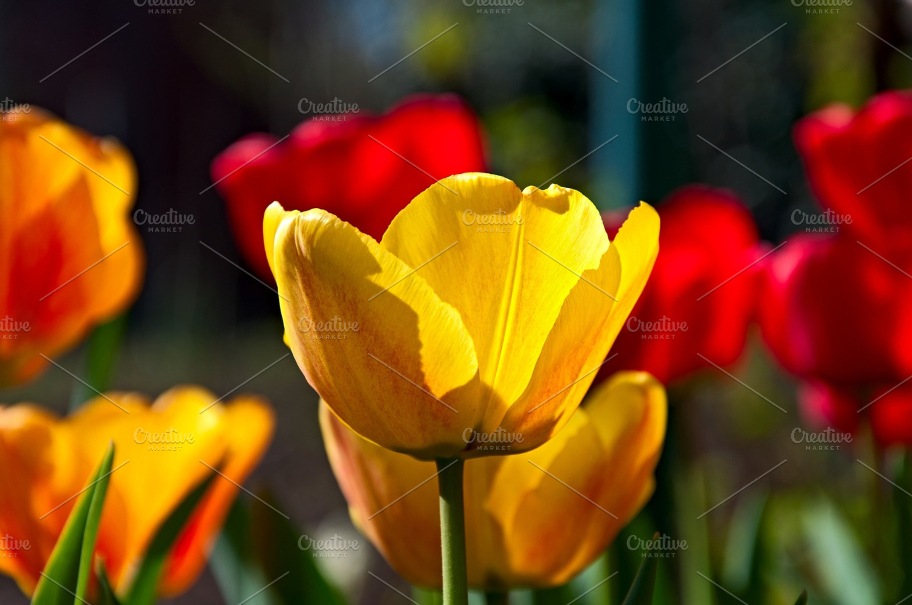 Yellow Tulip