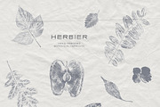 Hand-Pressed Botanical Imprints, an Object Graphic by alonahaidash (Thumbnail 4 of 14)