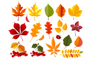 Autumn Frames And Leaves Collection, a Decorative Illustration by Vector beauty (Thumbnail 5 of 6)