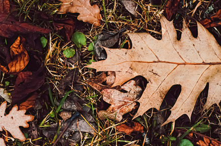 Dry leaves on the ground in autumn, cold weather and fall season, a Photo by Anneleven