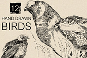 12 Hand drawn birds, an Animal Illustration by Daria Maier (Thumbnail 5 of 5)
