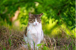 Stray cat portrait, an Animal Photo by Nature and travel