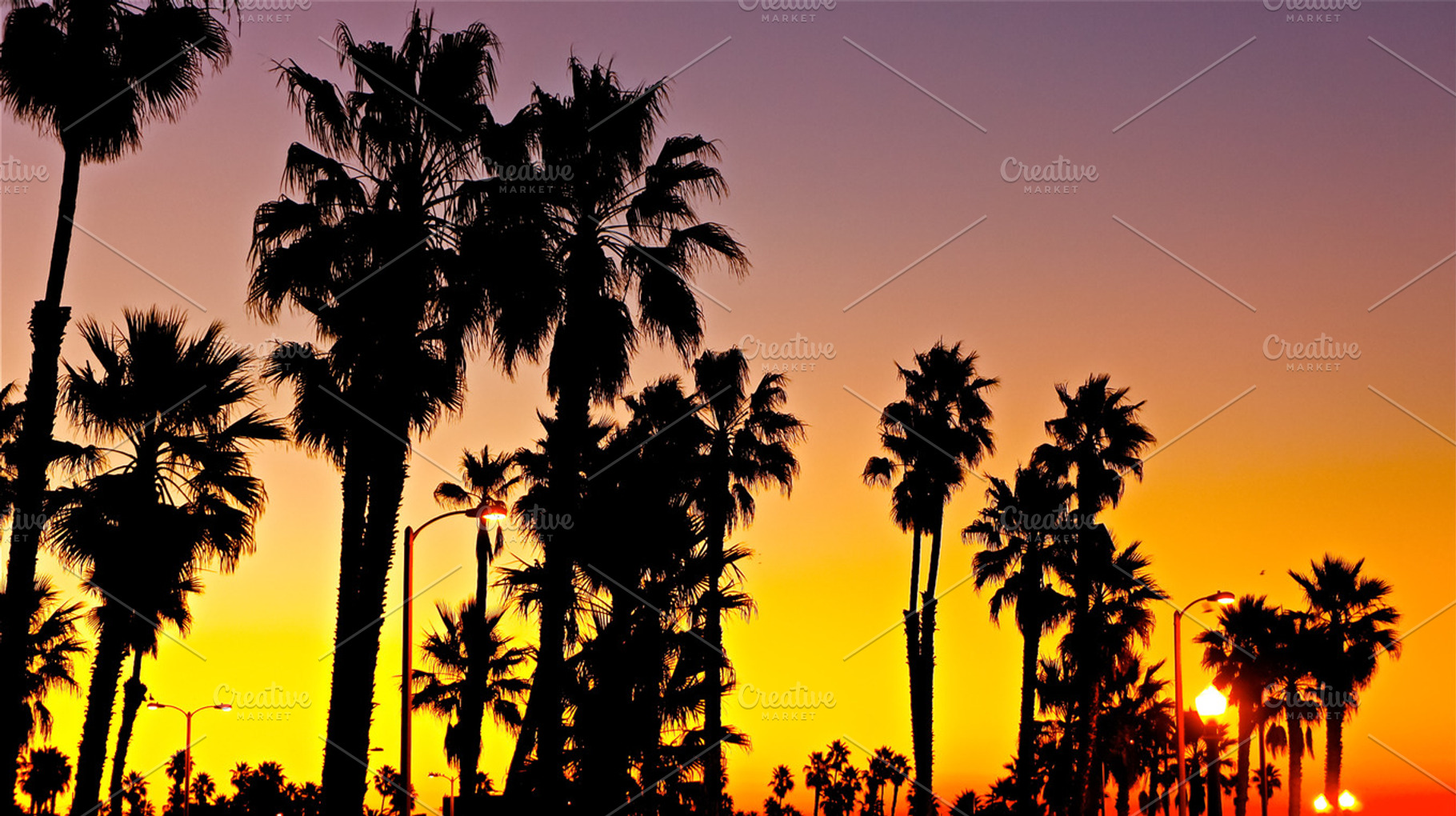 Sunrise palms featuring sunrise, blue, and orange