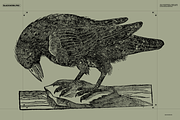 Birds of the World Illustrations, an Animal Illustration by Nomad Visuals (Thumbnail 9 of 12)