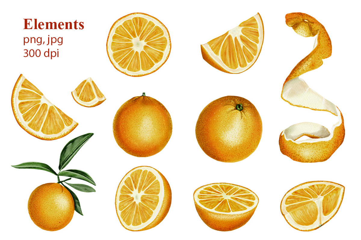 Oranges flowers and fruits clip art, a Food Illustration by Alena Sid (Photo 3 of 14)