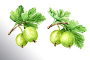 Amber Gooseberry. Watercolor set, a Food Illustration by Daria Ustiugova (Thumbnail 13 of 23)
