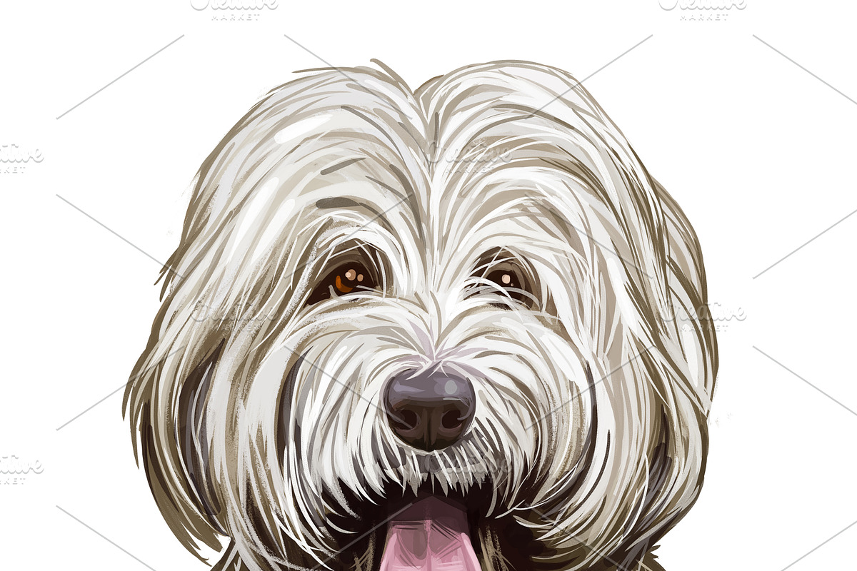 Poodle Cross Breeds 27 Dogs/Puppies, an Animal Illustration by Dneprstock (Photo 21 of 27)