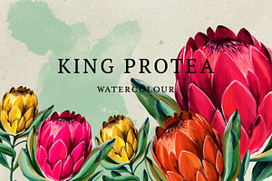 Watercolor King Protea