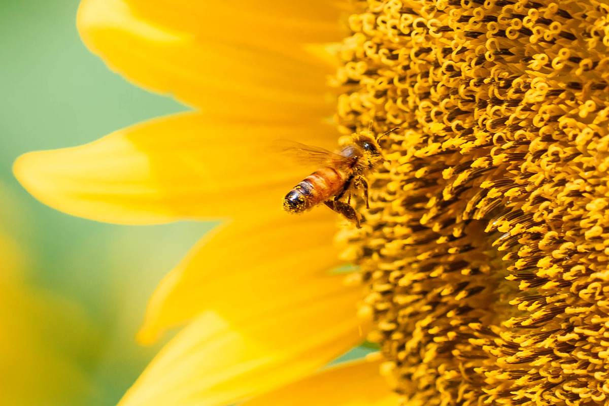 Bee on Sunflower – Bright Yellow Sum, a Nature Photo by Silent Nature (Photo 1 of 5)