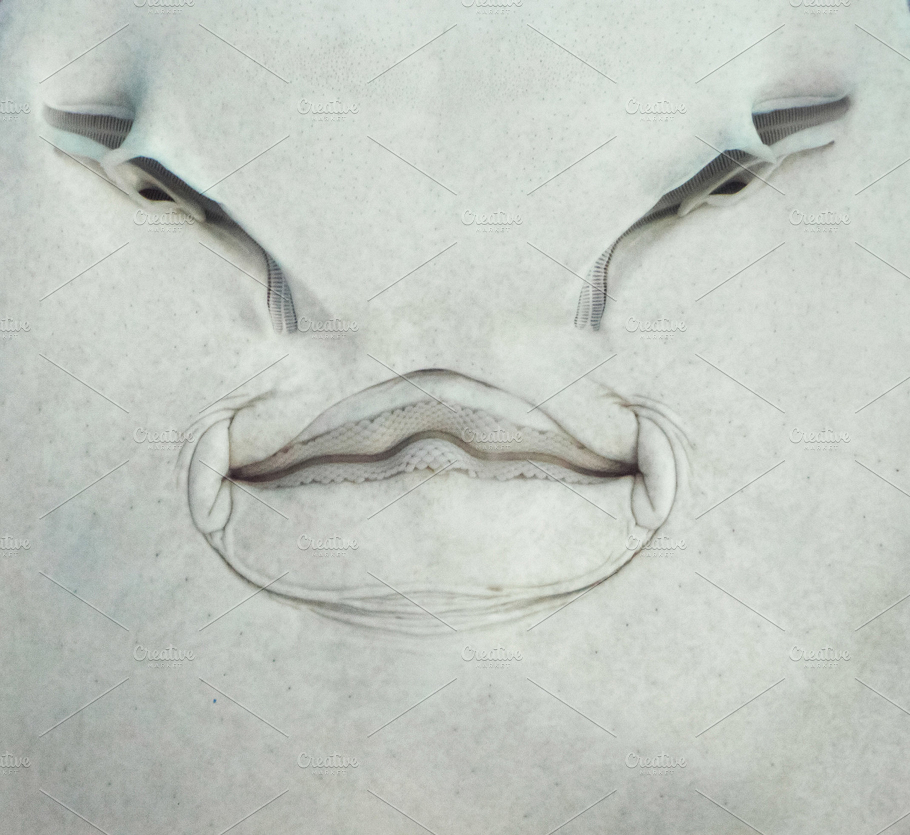 Stingray face, a Photo by saiko3p