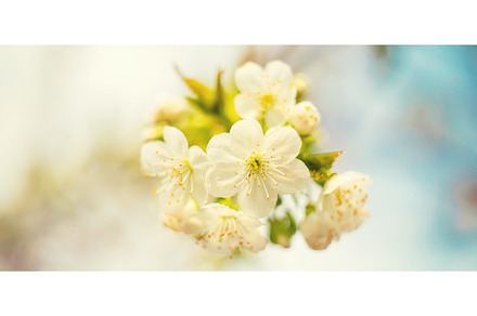 Flowering tree branches in spring, a Nature Photo by yanadjana