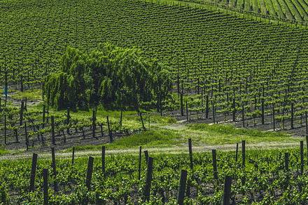 Vineyards Of Napa Valley 4 Stock Photo Containing Vineyards And Vine preview 4