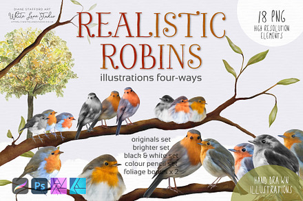 Realistic Robins Illustrations Set