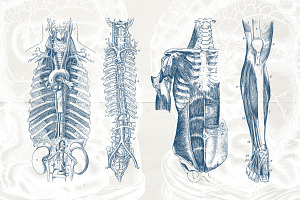 Anatomy & Skeleton PNG Lineart Pack