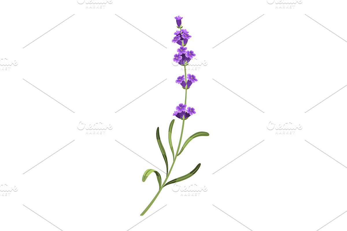Lavender. Vector illustration of, an Object Illustration by the8monkey