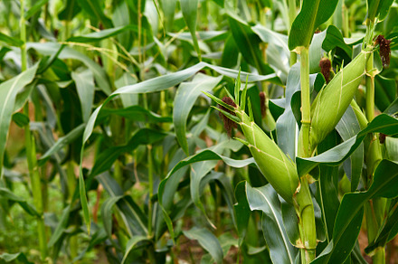 green maize corn close up, an Industrial Photo by 1981 Rustic studio kan