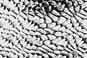 Scales and Fur, a Texture Graphic by Jennifer Lauren Creative (Thumbnail 4 of 26)