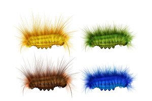 Different Colorful Caterpillars