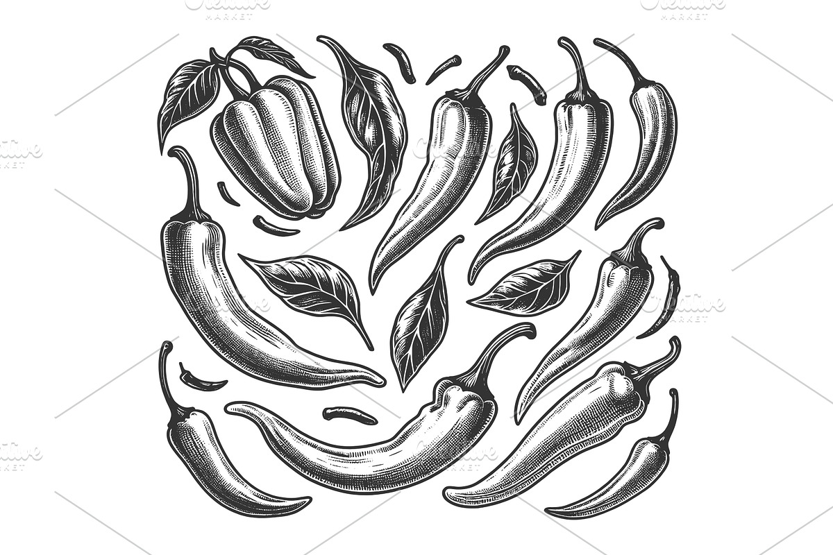 Chili Peppers engraving sketch, a Food Illustration by AlexArt