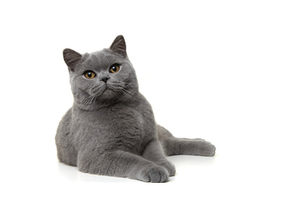 Pretty british shorthaired cat relax
